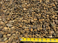 8&9s Mixed Washed Gravel