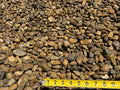 57s Washed Gravel